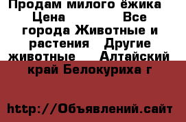 Продам милого ёжика › Цена ­ 10 000 - Все города Животные и растения » Другие животные   . Алтайский край,Белокуриха г.